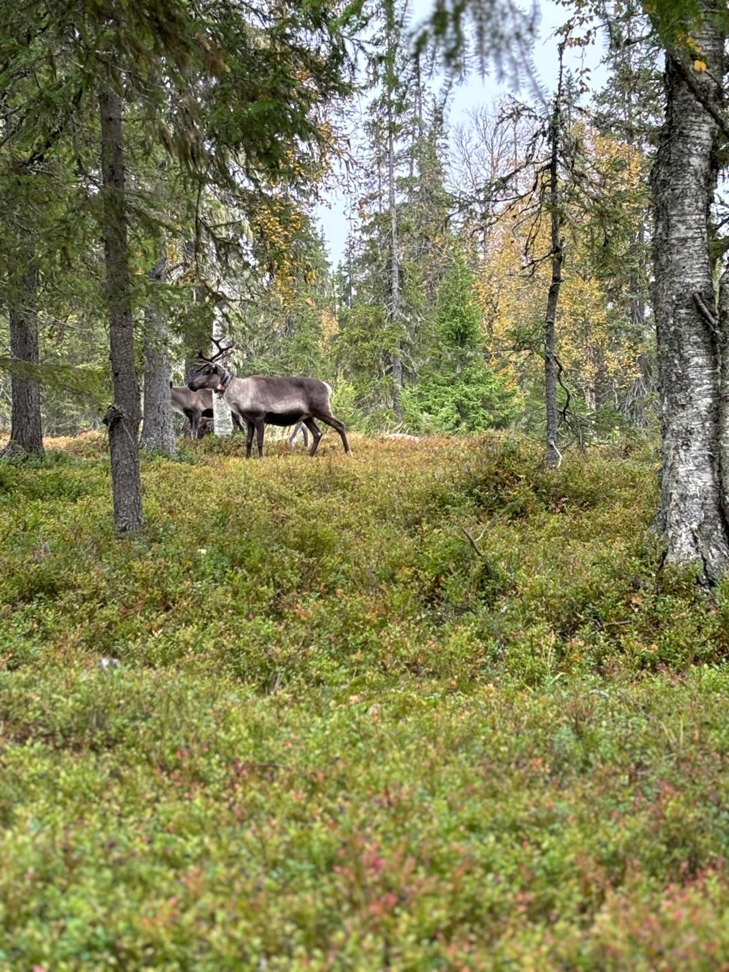 Keloporo - Rukan Moekit Buitenkant foto